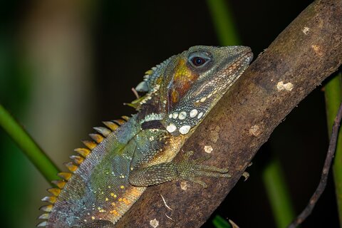 Image of Cape Tribulation